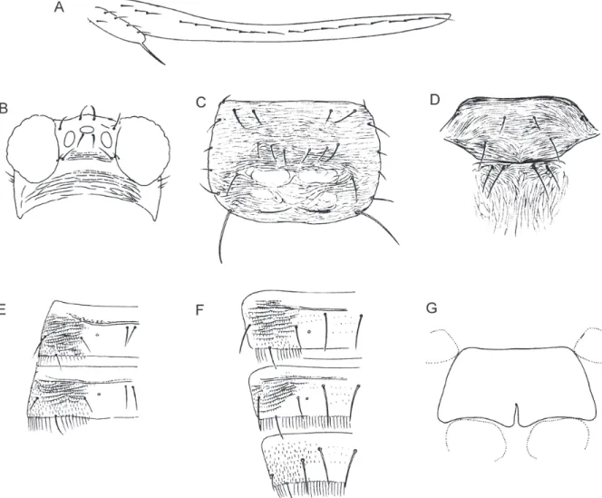 Fig. 36.  Hydatothrips gracilips (♀) A. forewing; B. head; C. pronotum; D. meso- and metanotum; E