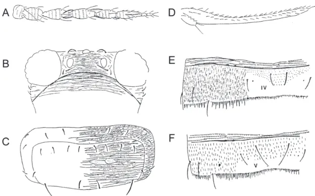 Fig. 37.  Hydatothrips medius (♀) A. right antenna; B. head; C. pronotum; D. forewing; E