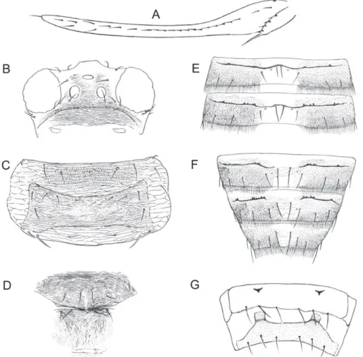 Fig. 38.  Hydatothrips plynopygus (♀) A. forewing; B. head; C. pronotum; D. meso- and metanotum; E  tergites III and IV; F