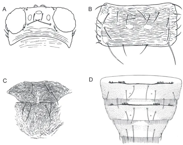 Fig. 39.  Hydatothrips samayunkur (♀) A. heae; B. pronotum; C. meso- and metanotum; D