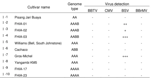 Table 4. Virus detection of cultivars from Belgium (INIBAP) 