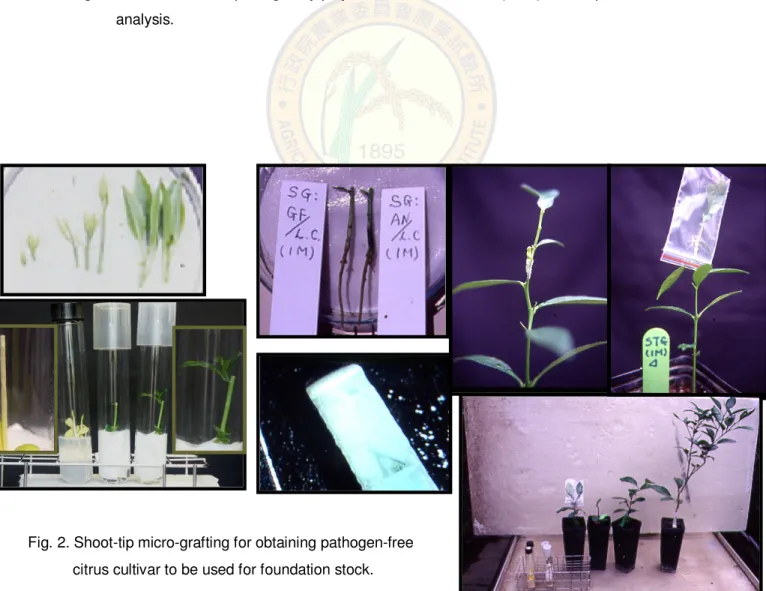 Fig. 2. Shoot-tip micro-grafting for obtaining pathogen-free  citrus cultivar to be used for foundation stock