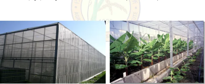 Fig. 4. Pathogen-free banana foundation stock in screen-house (TBRI) 