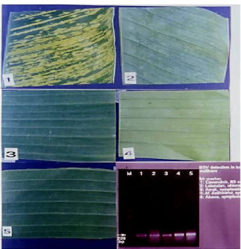 Fig. 10. BSV detection in various banana cultivars of different genome types by PCR test