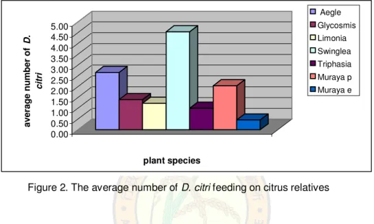 Figure 2. The average number of  D. citri  feeding on citrus relatives 