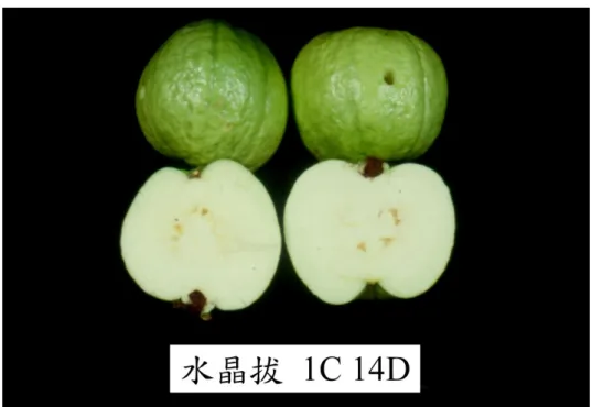 圖 16. ‘水晶拔’1℃低溫檢疫 14 日果實品質良好 