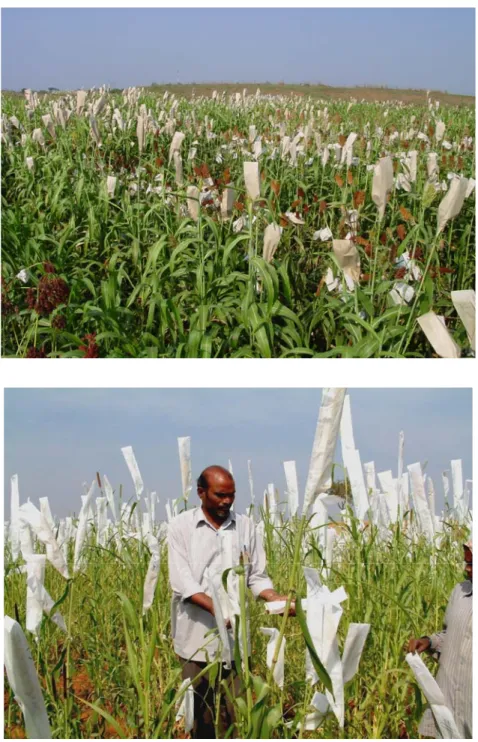 Figure 1. Regeneration in cross-pollinated crops by bagging:   Sorghum (top) and Pearl millet (bottom) 