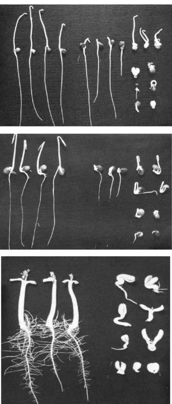 Figure 7. Seed germination test – evaluation of seedlings – normal (left) and abnormal (right)  in different crops: Chickpea (top), Pigeonpea (middle), and Groundnut (bottom) 