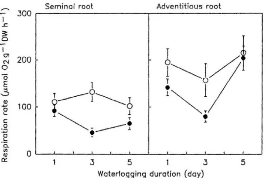 Fig. 1. Changes in respiration rates in roots of corn seedlings treated with waterlogging (Sep