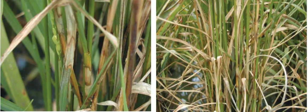 Fig 4. Rice sheath blight commonly   occurred during active  tillering stage in the second  cropping season