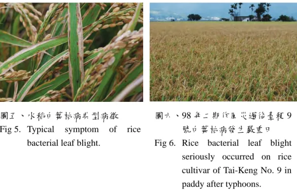 Fig  5. Typical symptom of rice  bacterial leaf blight. 