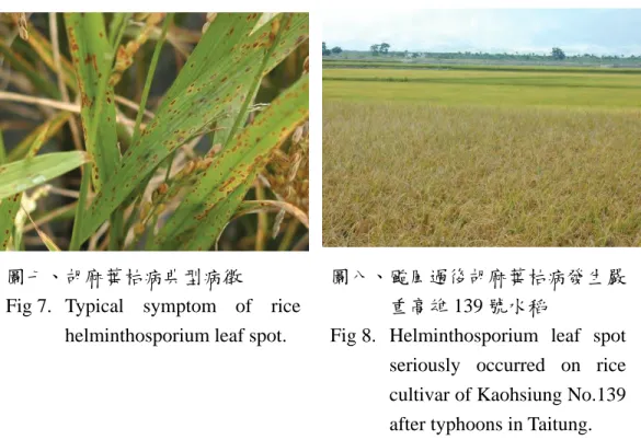 Fig  7. Typical symptom of rice  helminthosporium leaf spot. 