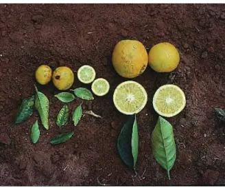 Fig. 3. Citrus variegated chlorosis disease (CVC) symptoms in orange fruit (dwarfing)  and leaves (stunting, chlorosis)