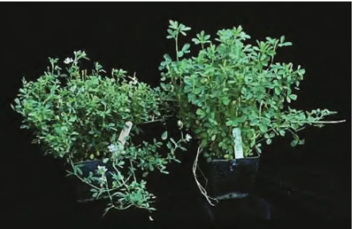 Fig. 4. Symptoms of alfalfa dwarf (left)-stunting of leaves and stems, darker leaf  color-after 9 months in greenhouse conditions