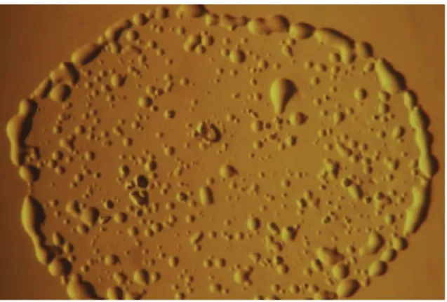 Fig. 2. Colonies of the CVC-bacterium obtained from a drop of tissue homogenate on  PW 9 days after inoculation ( x 16)