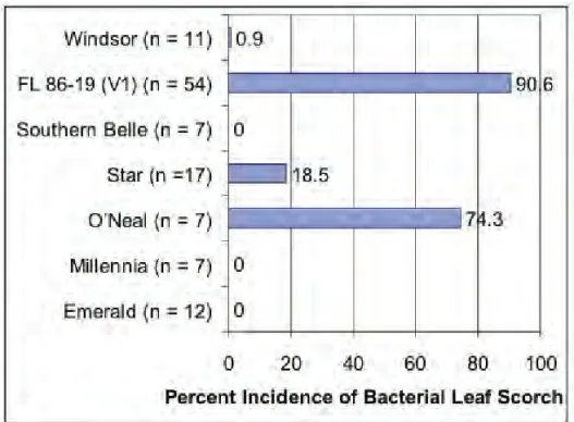 Fig. 5. Incidence (percentage of symptomatic plants) of bacterial leaf scorch by  cultivar at one site