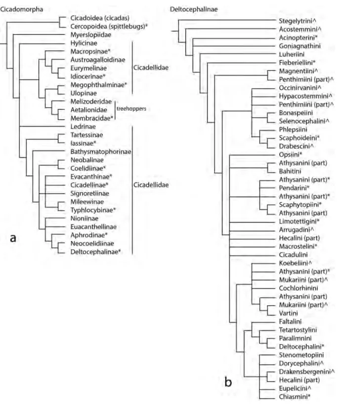 Fig. 2. Current best estimates of the phylogeny of Membracoidea (a) and Deltocephalinae  (b) based on analyses of morphological and molecular data  (24, 25,78) 