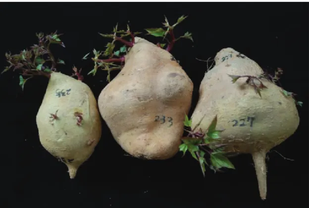Fig. 1. The sprouting of sweet potato in room temperature during storage for 10-14 days