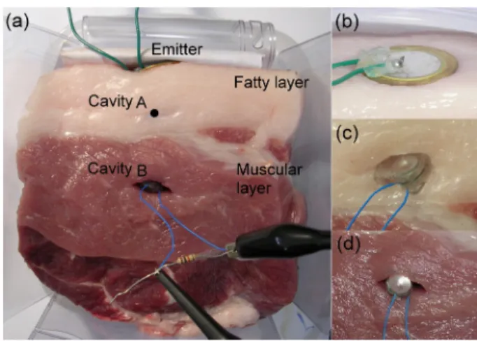Fig.   9.    (a) Experiment  on  real  streaky  pork  including   fatty  layer  and muscular layer; (b) Acoustic emitter is set up on the top; (c) The cubic receiver is tested in carved cavity A in the fatty layer; (d) The spherical receiver is tested in t