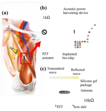 Fig. 1.  Schematics of the acoustic power transmission device embedded in a human thigh; (a) External device provides the energy to the implanted bio-chips;(b) Acoustic wave propagates from the skin through the device package into the piezoelectric unimorp