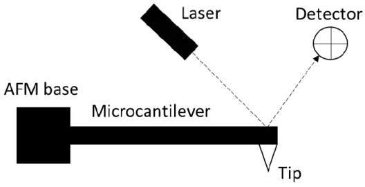 Figure  1.2  The  basic  combination  of  the  AFM  contains  an  AFM  base,  microcantilever with a tip, a laser, and a detector