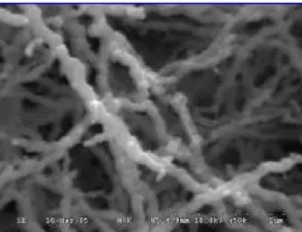Figure 2. Removal of heavy metals by iron nanoparticles. Initial concentration of metal ions was 25 mg/L and the dose of iron nanoparticles was 2.5 g/L