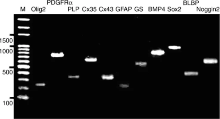 Fig. 6. RT-PCR analyses of SPB cells to detect transcripts for BLBP (405 bp), BMP4 (782 bp), Cx35 (619 bp), Cx43 (325 bp), GFAP (230 bp), GS (545 bp), Noggin2 (634 bp), Olig2 (247 b), PDGFRα (735 bp), PLP (344 bp), and Sox2 (941 bp)