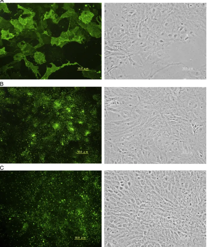 Fig. 4. Expression of oligodendrocytic proteins in GBC4 cells. Cells similar to those in Fig