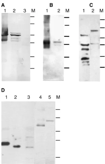 Fig. 9. Immunoblot analysis of TB2 cells at passages 65-75. (A) Reactivity with anti-porcine GFAP