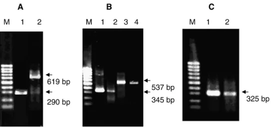 Fig. 10. Glia- and neuron-specific mRNAs detected by RT-PCR. RT was performed with 2 μg total RNA and 50 ng of the resulting cDNAwas amplified by PCR