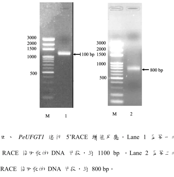 圖 四 、   PeUFGT1  進 行  5’RACE 增 值 反 應 。 Lane 1 為 第 一 次  5‘ RACE 後回收的 DNA 片段，約 1100 bp 。Lane 2 為第二次  5‘ RACE  後回收的 DNA 片段，約 800 bp。 