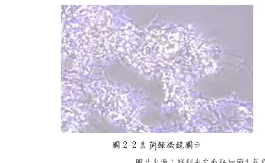 圖 2-2 真菌顯微鏡圖示  圖片來源：群創光電廠務細菌生態與廠內案例說明   原 生 蟲  原生蟲(圖 2-3)是單細胞的真核生物。在食物鏈中，原生蟲扮演的是一級消費 者，會捕食細菌，在環境中，它們可以靠鞭毛、纖毛或偽足來移動。在廢水處理 廠中，原生蟲扮演了減少細菌數量的重要角色。它們也幫助反芻動物分解胃內食 物。但有些原生蟲如 Giardia lamblia 造成下痢，使人病痛不欲生。  圖 2-3 原生蟲顯微鏡圖示  圖片來源：群創光電廠務細菌生態與廠內案例說明   藻 類  藻類(2-4)有固定的細