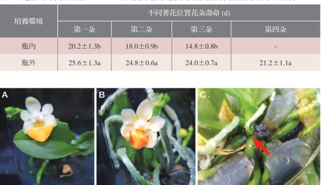 圖 5-8. 迷你蝴蝶蘭原生種Phal. lobbii小苗於HP培養基分別 (A) 培養4個月苗齡於20/15℃ (日/夜溫)、 (B) 培養6個月苗齡於20/15℃ (日/夜溫) 花梗誘導與瓶內開花及 (C) 培養6個月苗齡於23/20℃ (日/夜 溫 ) 生長箱環境下之花梗誘導之情形