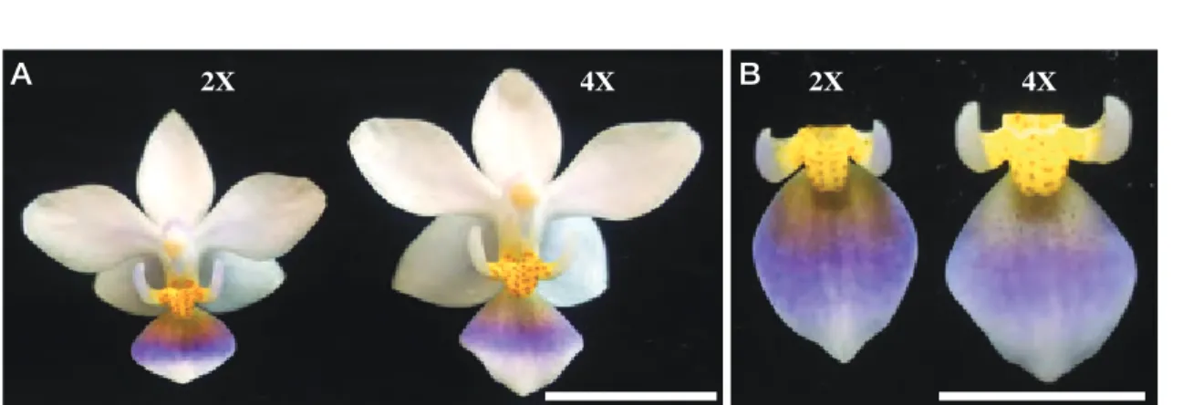 圖 5-10. 藍紫色蝴蝶蘭P. bellina fma. coerulea 2倍體與4倍體 (A) 花徑、(B) 唇瓣側裂片與中裂片性狀 之比較。 Bars = 1cmA2X 4X B 2X 4X 圖 5-12