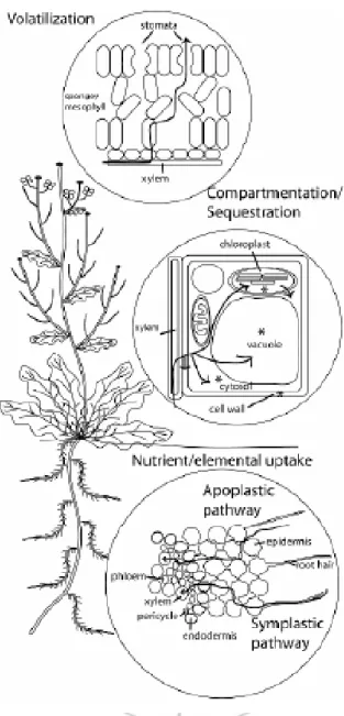 圖 2.3 植體吸收重金屬傳輸途徑（Nowack et al., 2006） 