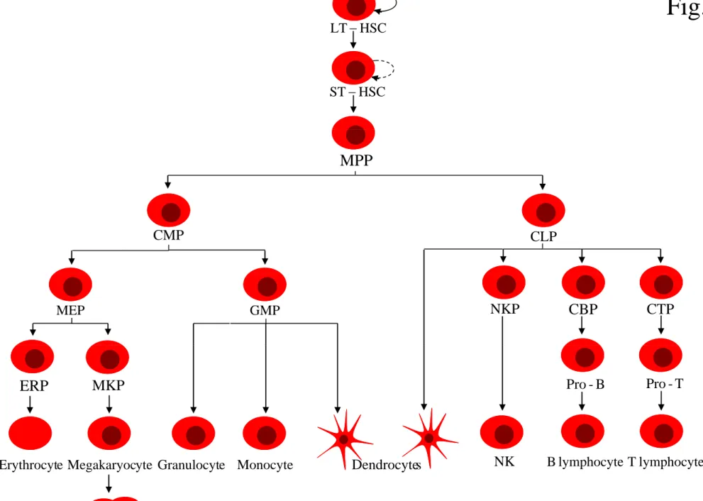 Fig. 1 HSCLT− HSCST− MPP CMP CLP MEP GMP NKP CBP CTP