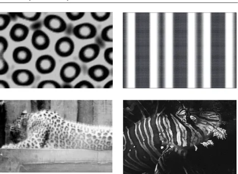 Fig. 6. Comparison between complicated animal skin patterns and patterns produced by the hybrid model