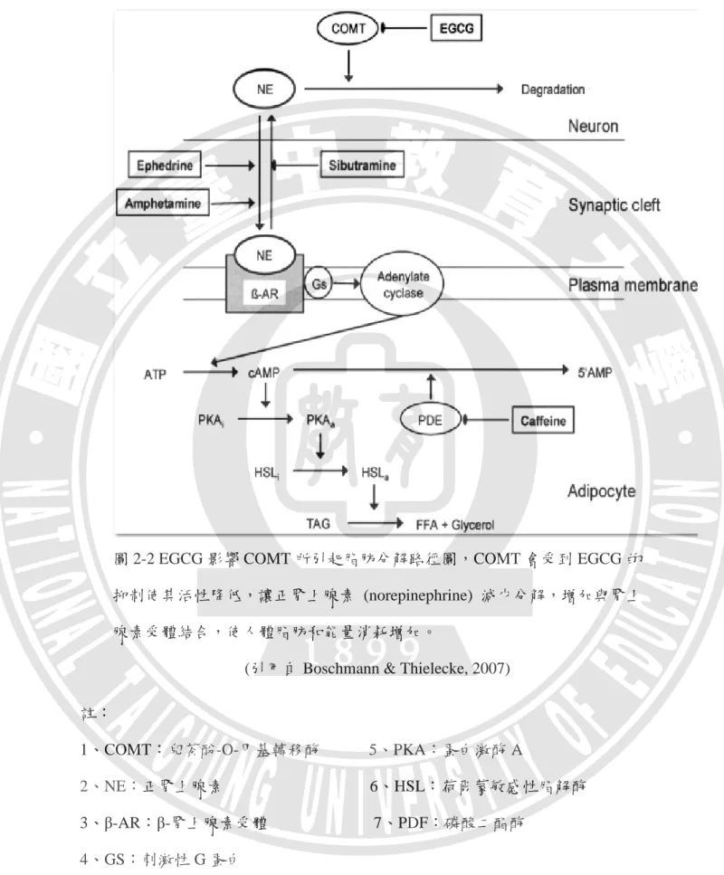 圖 2-2 EGCG 影響 COMT 所引起脂肪分解路徑圖，COMT 會受到 EGCG 的    抑制使其活性降低，讓正腎上腺素  (norepinephrine)  減少分解，增加與腎上  腺素受體結合，使人體脂肪和能量消耗增加。 