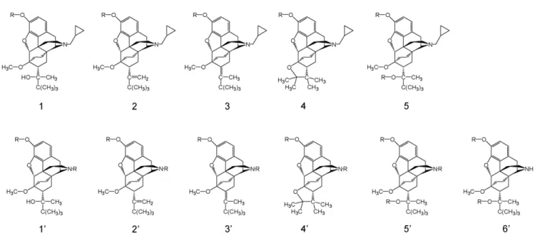 Fig. 3. Major components resulting from the reactions of BUP and NBUP with various derivatization reagents