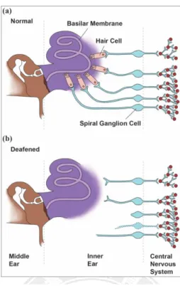 Figure 1.2 The frequency-spatial arrangement of audio peak responses in the human cochlea