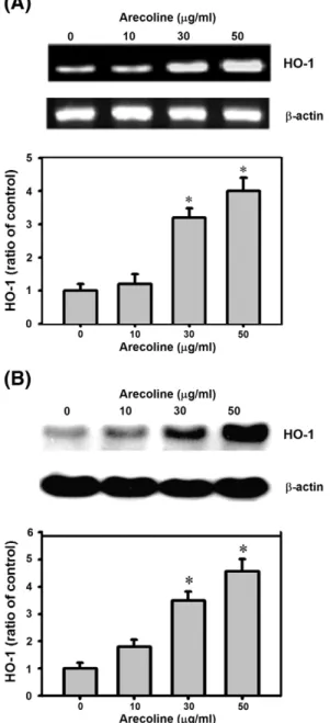 Fig. 5. Arecoline induces HO-1 expression. Cells were treated with different concentrations of arecoline for 12 h, then HO-1 mRNA levels were measured by  RT-PCR (A) and protein levels measured by Western blotting (B)