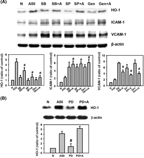 Fig. 7. Contribution of MAP kinases to arecoline-induced HO-1 expression. Cells were pretreated for 2 h with the p38 inhibitor SB 203580 (10 μM; SB), the JNK inhibitor SP600125 (10 μM; SP), or the tyrosine kinase inhibitor genistein (5 μM; G) (A) or with a