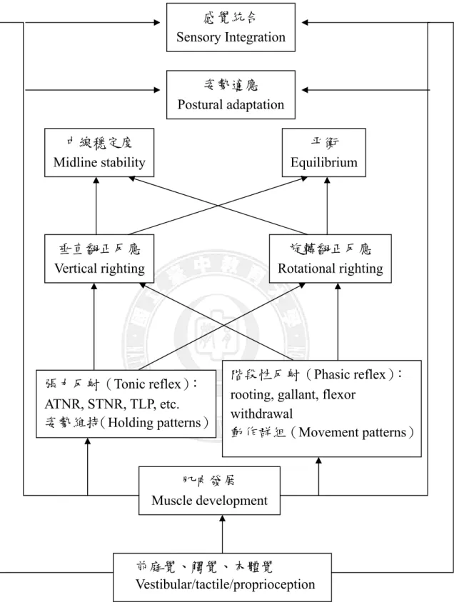 圖 2-2-3 中線穩定度與後續姿勢調整之發展  資料來源：Oetter、Richter 和 Frick（1995） 垂直翻正反應Vertical righting  旋轉翻正反應 Rotational righting 中線穩定度Midline stability 平衡Equilibrium 姿勢適應 Postural adaptation 感覺統合 Sensory Integration前庭覺、觸覺、本體覺 Vestibular/tactile/proprioception 肌肉發展 Muscle de