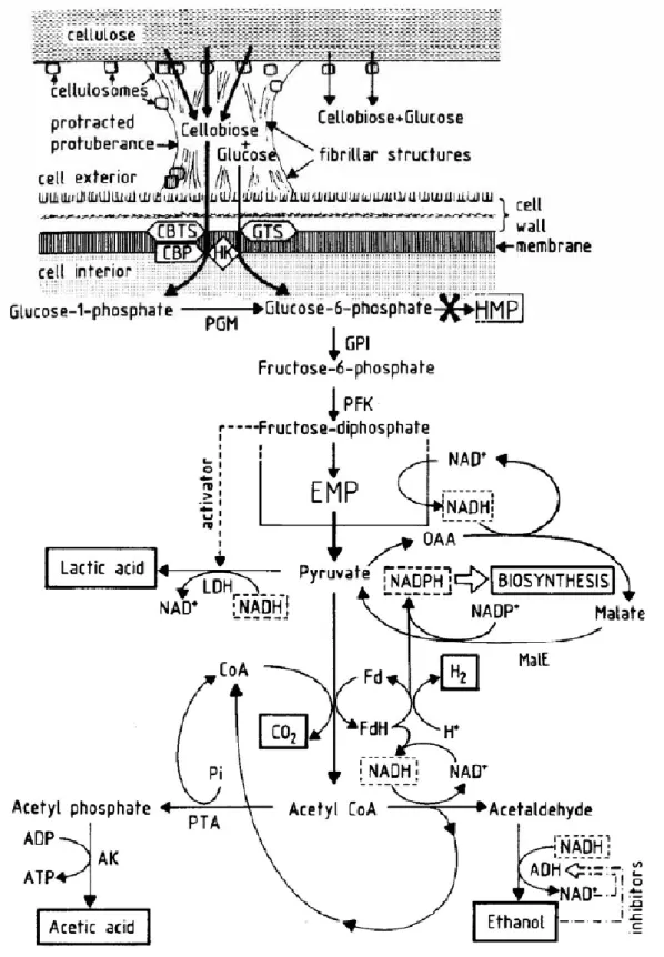 圖 2-1  微生物藉由 cellulose 附著在纖維素上並進行分解與代謝                                                                                (Haigler &amp; Weimer, 1991) 