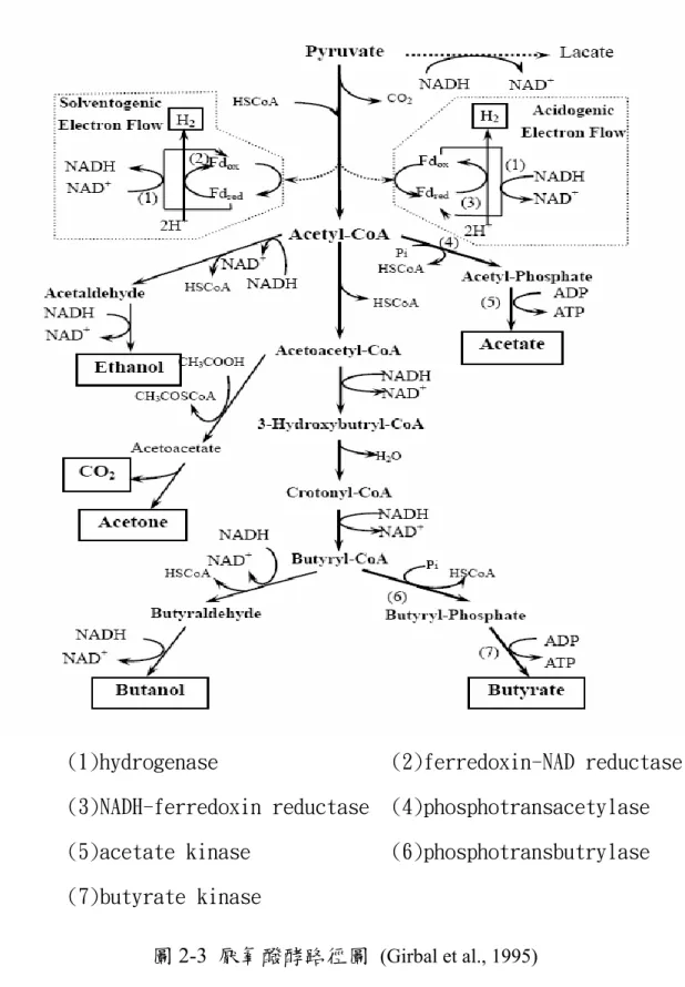 圖 2-3  厭氧醱酵路徑圖  (Girbal et al., 1995) 