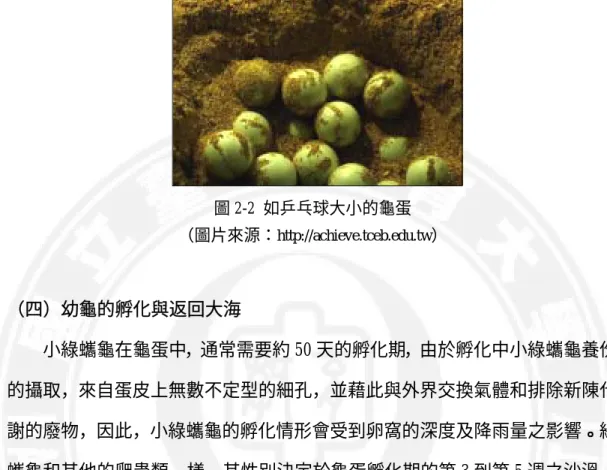 圖 2-2 如乒乓球大小的龜蛋  （圖片來源： http://achieve.tceb.edu.tw ）  （四）幼龜的孵化與返回大海      小綠蠵龜在龜蛋中，通常需要約 50 天的孵化期，由於孵化中小綠蠵龜養份 的攝取，來自蛋皮上無數不定型的細孔，並藉此與外界交換氣體和排除新陳代 謝的廢物，因此，小綠蠵龜的孵化情形會受到卵窩的深度及降雨量之影響。綠 蠵龜和其他的爬蟲類一樣，其性別決定於龜蛋孵化期的第 3 到第 5 週之沙溫， 據研究指出，通常當溫度高於 30℃時，孵化出來的大多為雌龜；低於 28℃時，