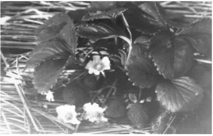 圖 3-2  早期草莓種植利用稻草稈覆地。                                                  資料來源：黃長宏先生提供。  過了試種期之後，訪談者自己有了種植草莓的經驗也開始與食品工廠 契作，這時種的品種就大多是日本引種的福羽，以及美國加州品種的愛利 收。品種不一，莓農大約是能取得什麼苗就種植，這時的莓農們尚未發展 出自行育苗的能力，所以對於草莓苗來源，大多依賴桃園農改場的培育、 提供。  這時期種植的草莓都是用來製作成果醬、或是製成水果香料，其用途 則是用在