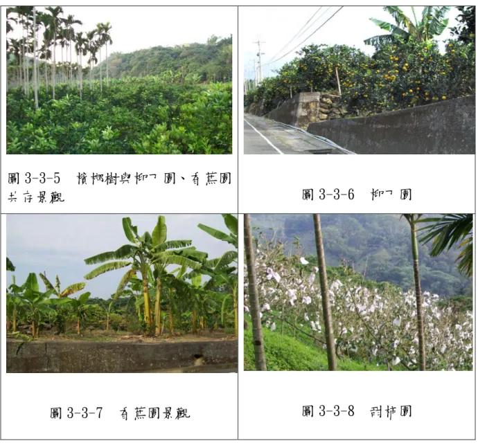圖 3-3-5  檳榔樹與柳丁園、香蕉園 共存景觀  圖 3-3-6  柳丁園 圖 3-3-7  香蕉園景觀  圖 3-3-8  甜柿園    (四) 棋盤石                        棋盤石位在中寮鄉和興村南邊仙洞坪的溪谷之中，河床內的         巨石形狀方正，排列十分整齊，因岩間細縫綠草叢生恰似棋盤的         綠色界線，堪稱奇景。這塊棋盤石面積約有三千平方公尺，紋路         清晰、石面平滑，加上四周群山圍繞，唯此低平，更顯現其卓越         獨特之處。  