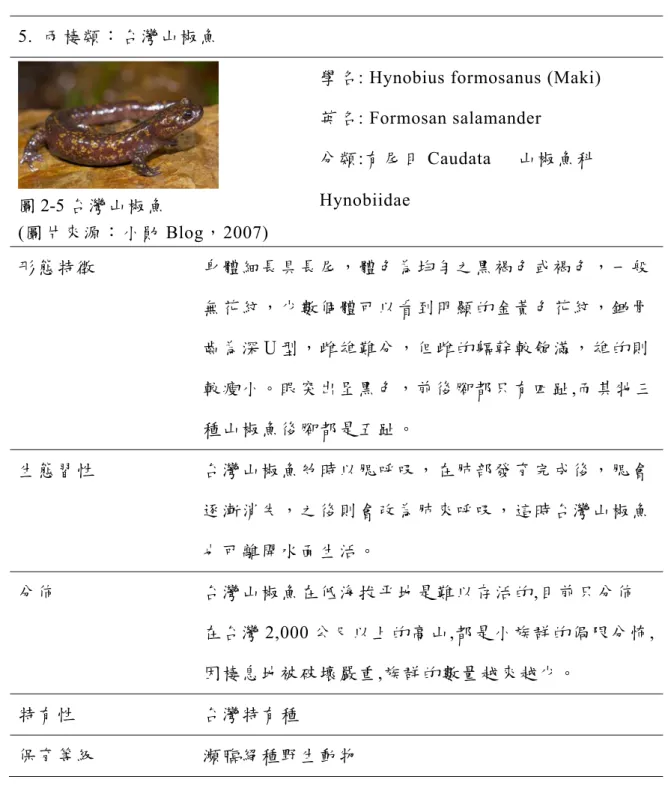 圖 2-5 台灣山椒魚 