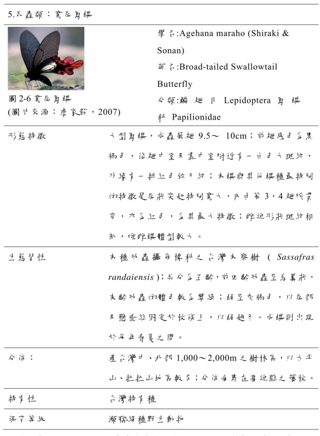 圖 2-6 寬尾鳳蝶 